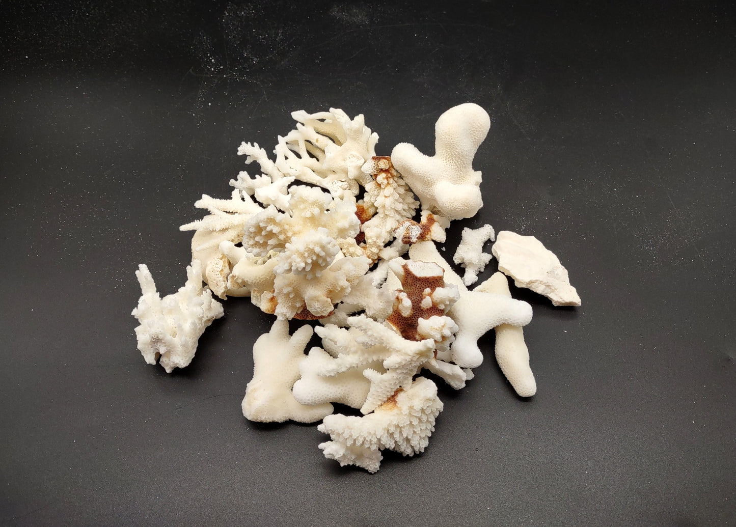 Small Coral Pieces White and Brown (approx. 1 pound 0.5-1.5+ inches) Coral Pieces perfect for any coastal art project or display!