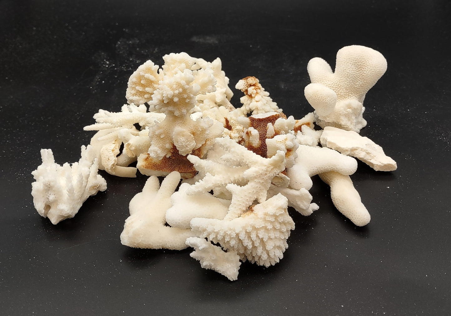 Small Coral Pieces White and Brown (approx. 1 pound 0.5-1.5+ inches) Coral Pieces perfect for any coastal art project or display!