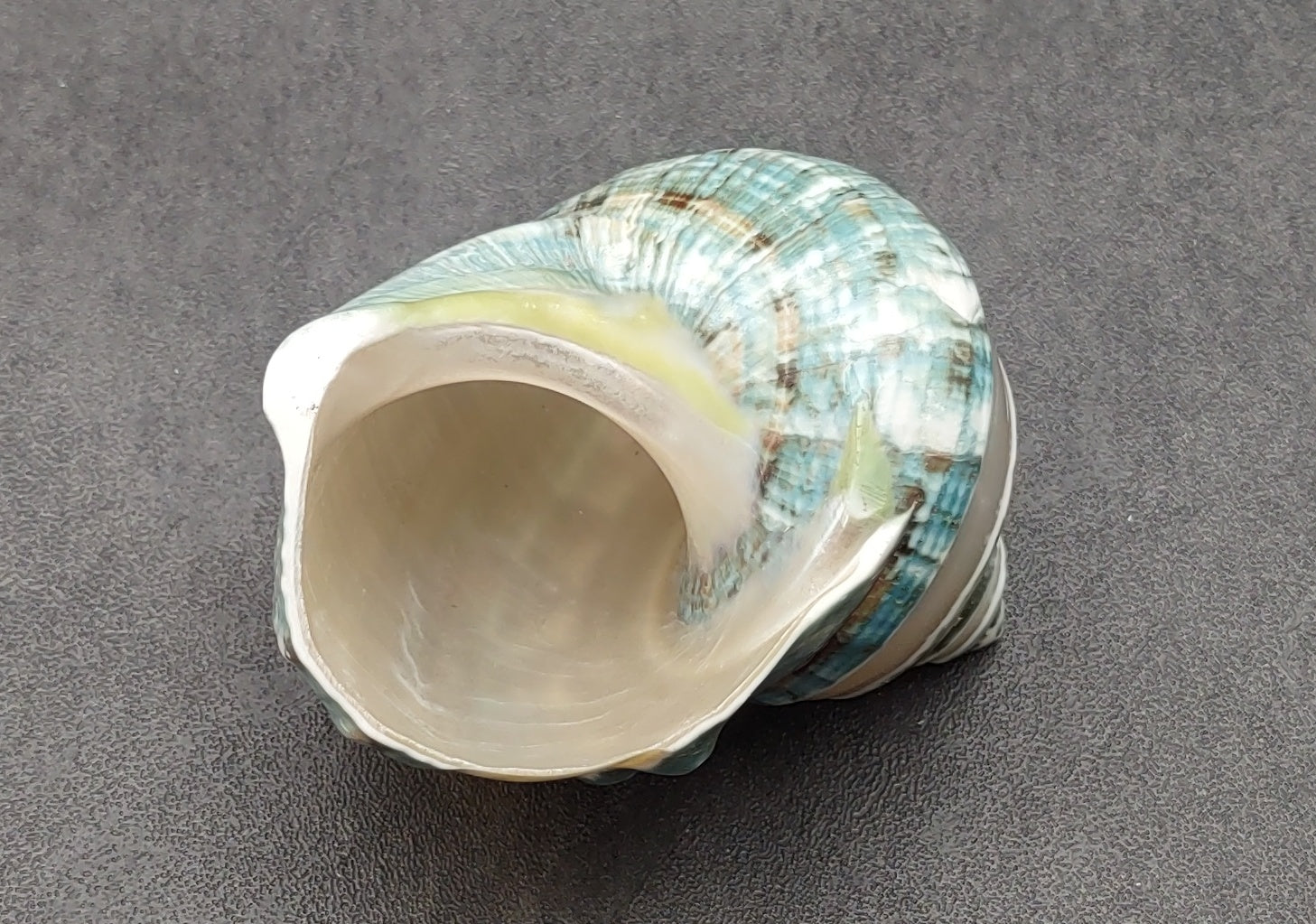 Polished Jade Turbo Shell w/Pearlized Stripe (3.5-4 inches) - Turbo Burgessi. Cream and turquoise colored swirled shells with one facing up to show the spiral and coloring and the other showing the opening. Copyright 2022 SeaShellSupply.com.