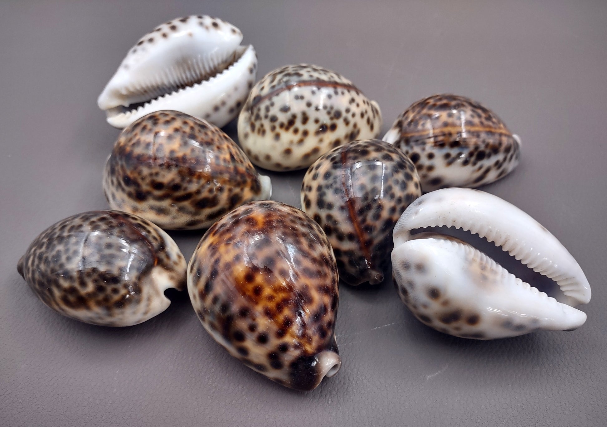 Tiger Cowrie Seashell (2pcs.) - (2.75 - 3 Inches) - Cypraea Tigris. Front and back side views of the spotted shell. Copyright 2024 SeaShellSupply.com.