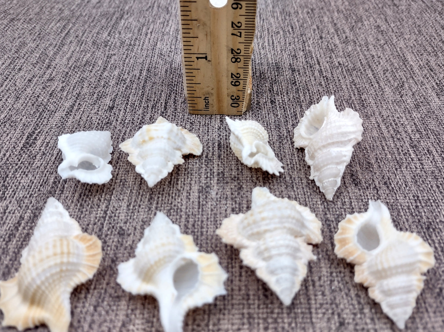 Mapleleaf Frog Seashells Biplex Perca (6 shells approx. 1+ inches) Adorable shells for any coastal collection or display!