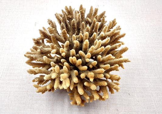 Off White Natural Table Coral Cluster Acropora Latistella (1 coral approx. 5-6+ inches) For home decor display & collecting! Natural colored spiked flayed open textured coral. Copy right 2024 SeaShellMart.com.
