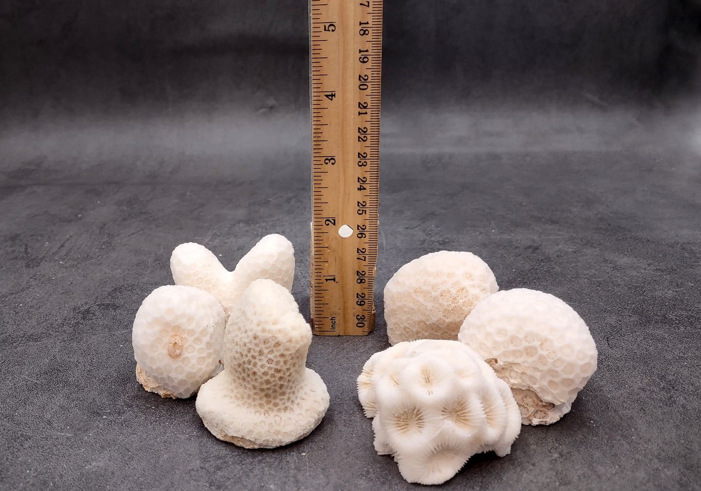 Farm Grown White Brain Coral (1 coral approx. 1+ inches) Earth friendly, display ready, sustainably grown & sourced!