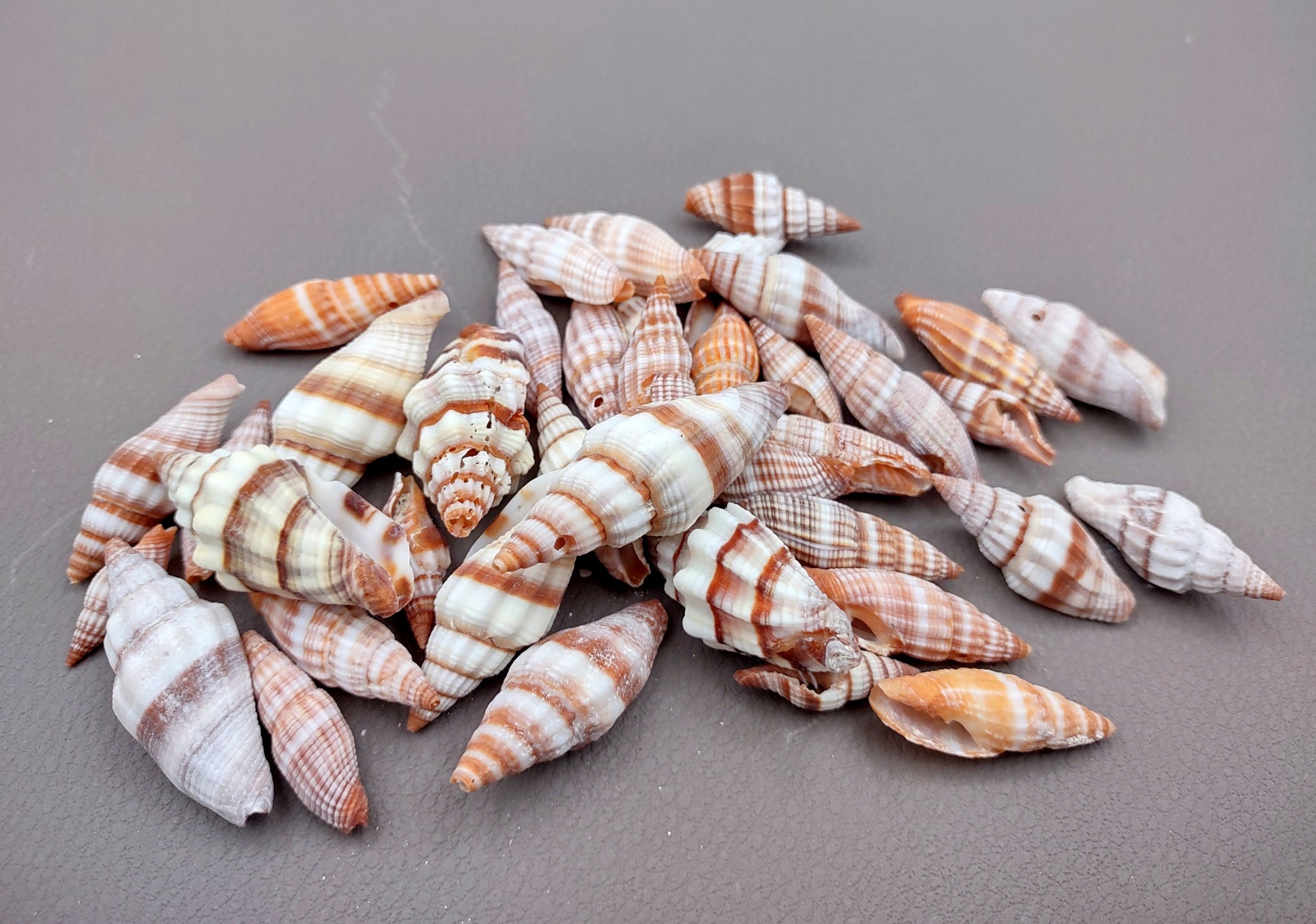 Assorted Miter Seashells (appx. 22-25 pcs.). Multiple red and orange shaded spiral ribbed shells in a pile. Copyright 2024 SeaShellSupply.com.