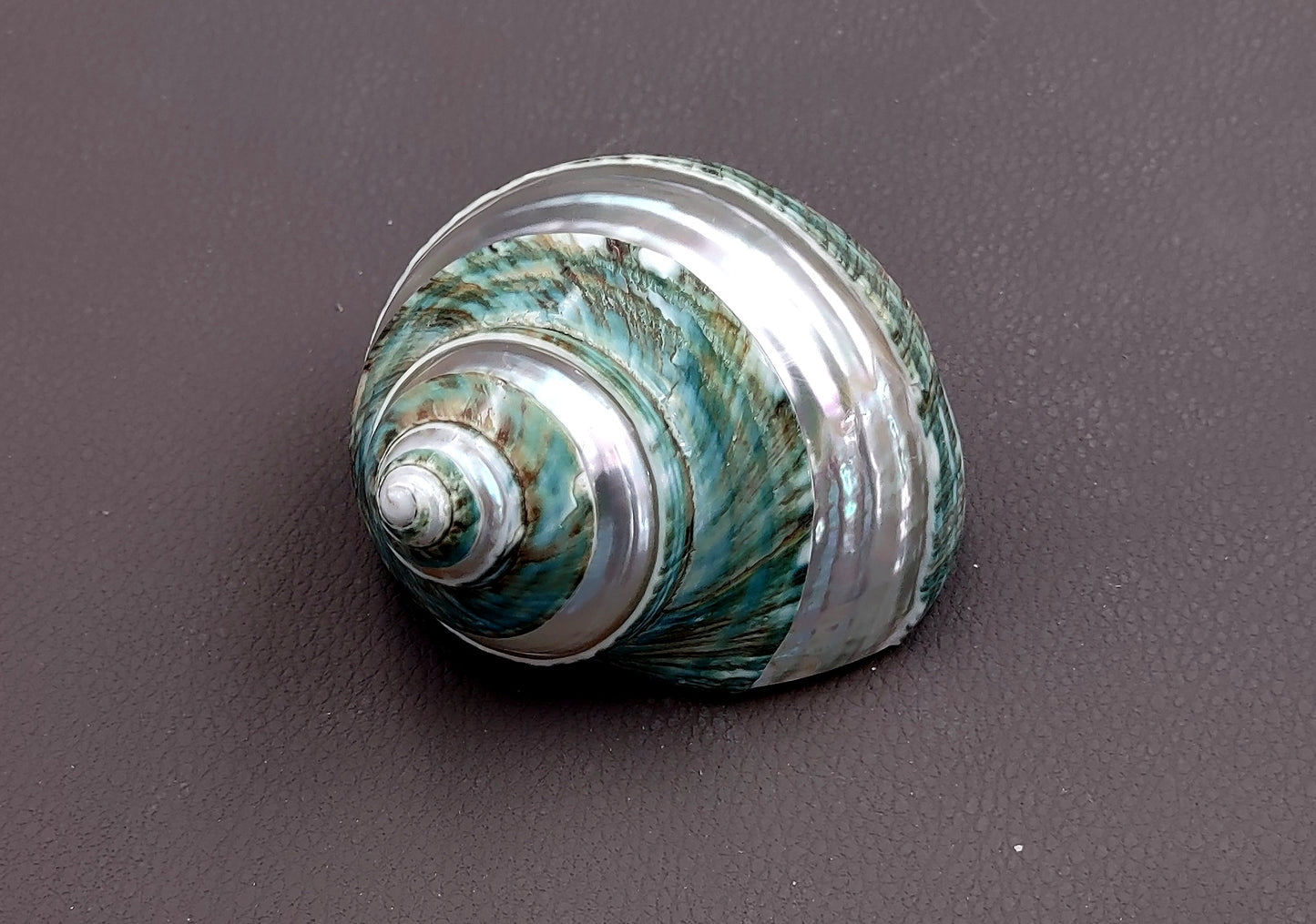 Polished Jade Green Turbo Seashell with Pearlized Stripe Turbo Burgessi (1 shell approx. 3+ inches) Shell for hermit crabs or collecting!