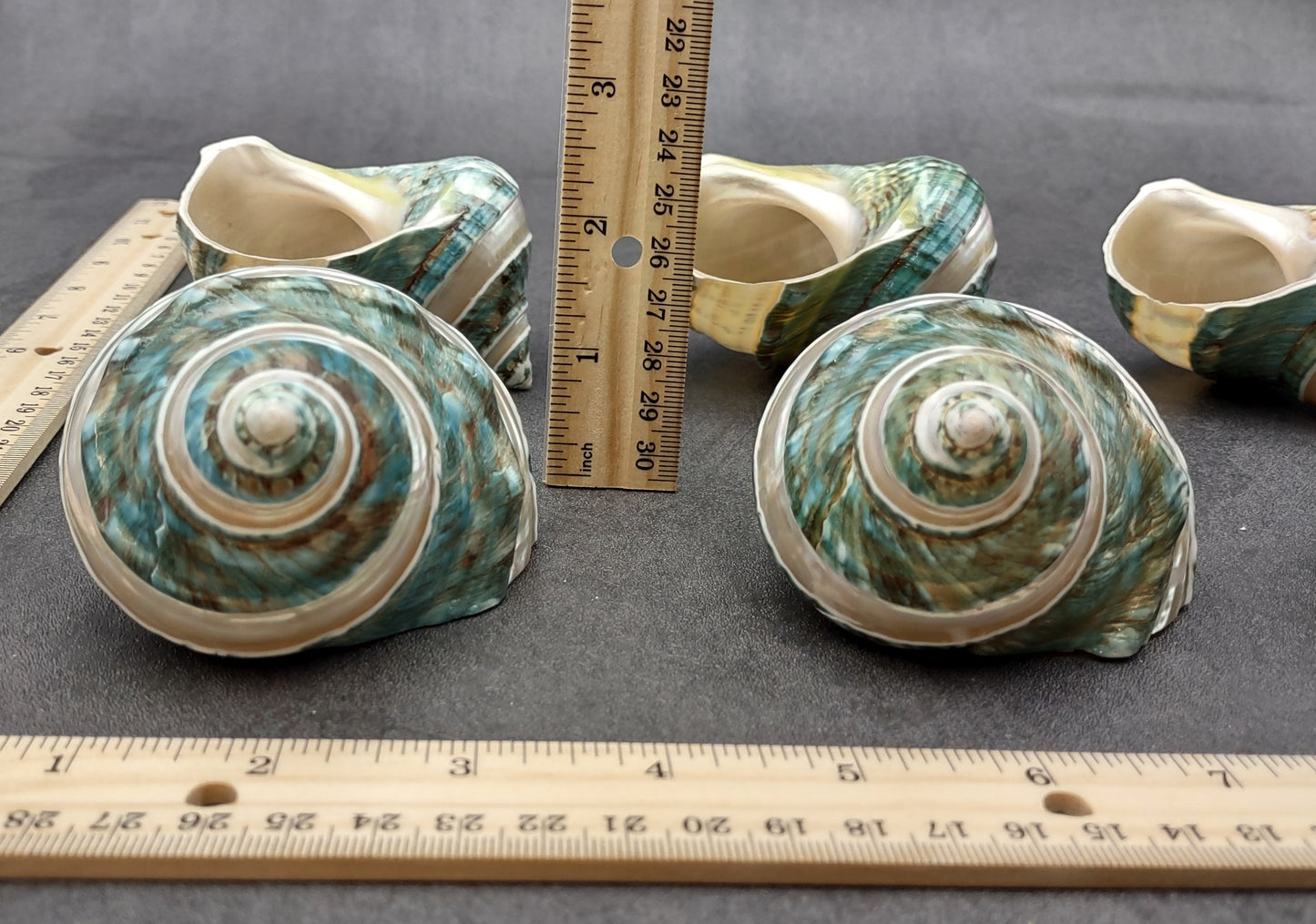 Polished Jade Turbo Shell w/Pearlized Stripe (3.5-4 inches) - Turbo Burgessi. Cream and turquoise colored swirled shells with one facing up to show the spiral and coloring and the other showing the opening. Copyright 2022 SeaShellSupply.com.