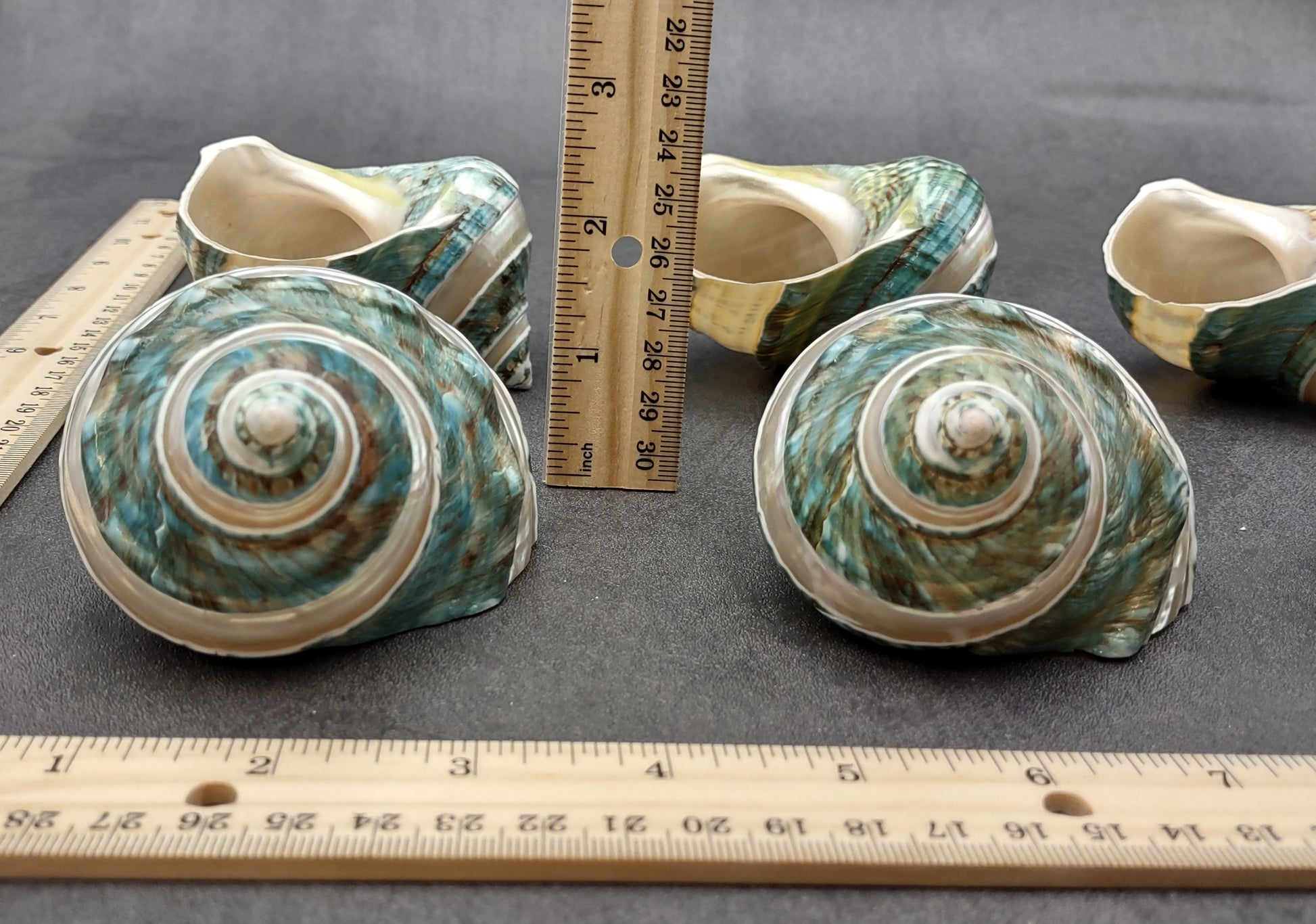 Polished Jade Turbo Shell w/Pearlized Stripe (3.5-4 inches) - Turbo Burgessi. Cream and turquoise colored swirled shells with one facing up to show the spiral and coloring and the other showing the opening. Copyright 2022 SeaShellSupply.com.