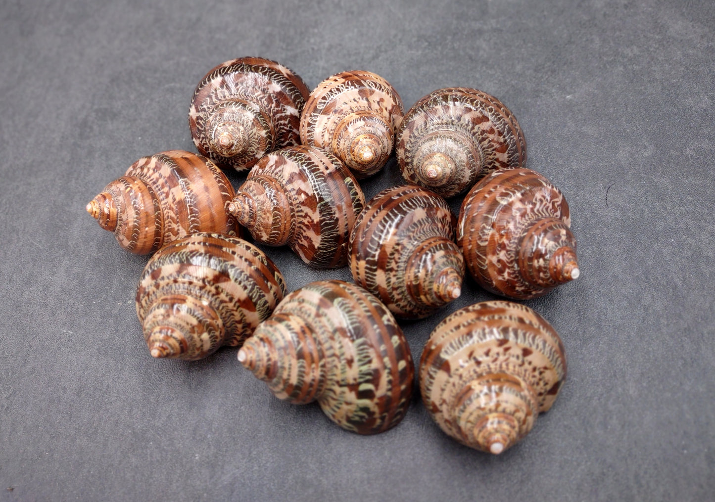 Tapestry Turbo Brown Seashells Turbo Petholatus (2 shells approx. 2+ inches) Shells for any coastal collecton or art project!