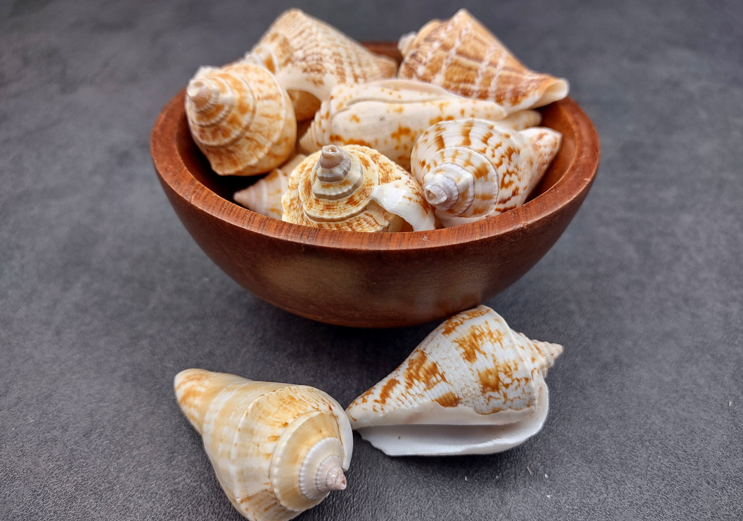 Margined Conch Seashells - Strombus Marginatus - (10 shells). A small pile of white spiral shells with brown accents. Copyright 2022 SeaShellSupply.com.