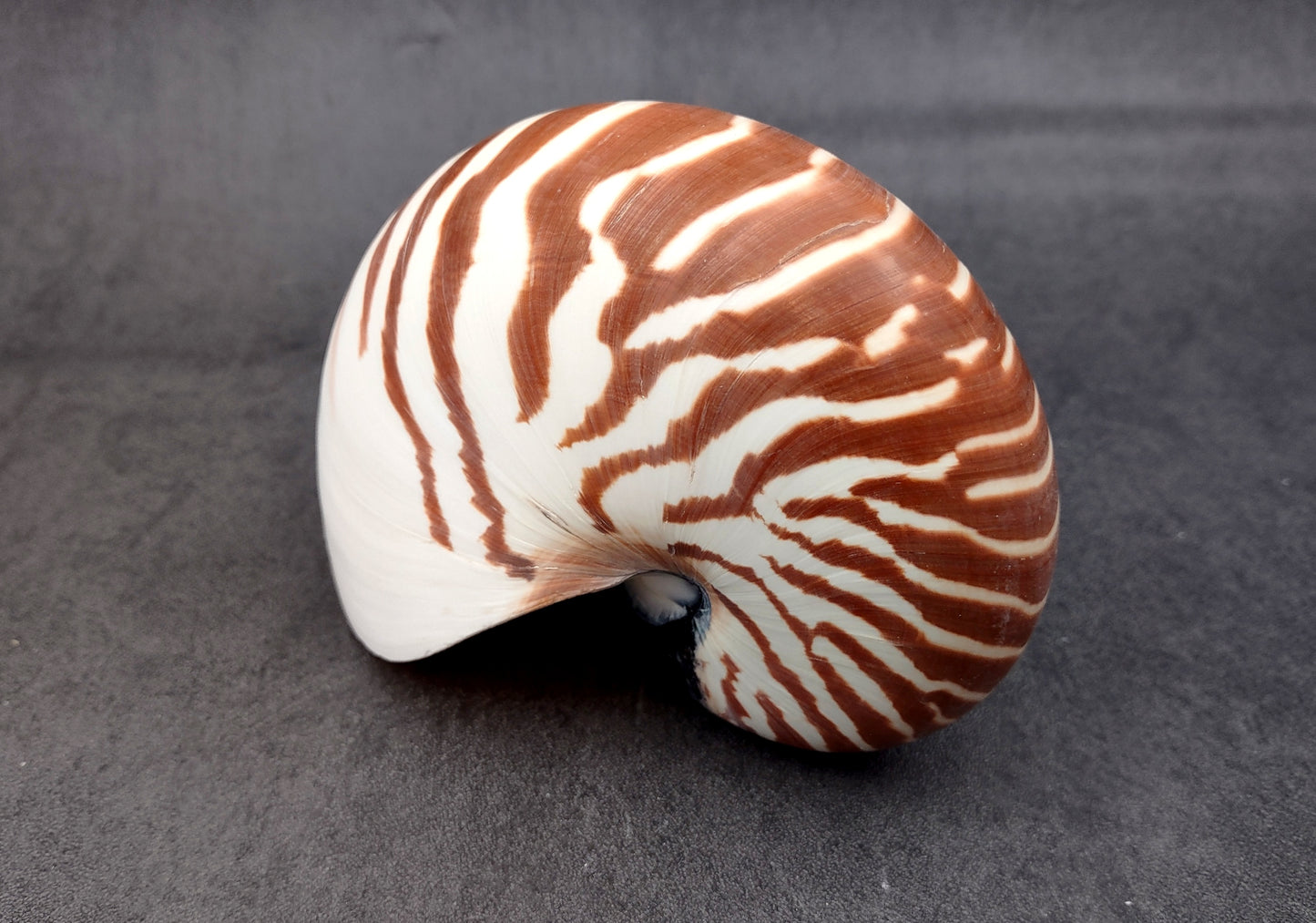 Natural Nautilus Seashell Nautilus Pompilius (1 shell approx. 5+ inches) Great shells for coastal crafting decor & collections!