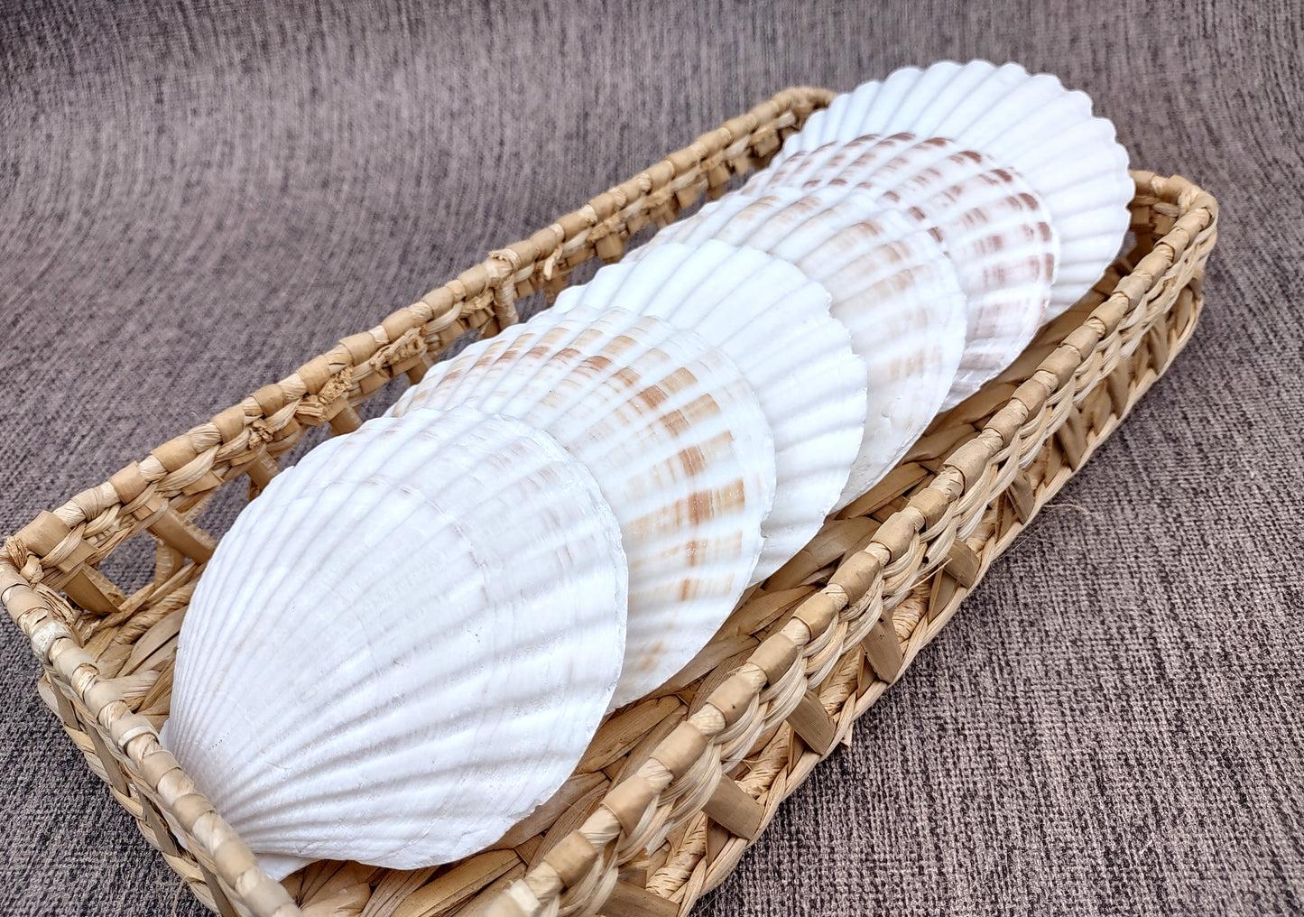 Irish Deep Baking Scallop Seashells - Pecten Yessoensis - (4 shells approx. 3 - 4")
4 white scallop sea shells on a stone background
Copyright 2022 SeaShellSupply.com