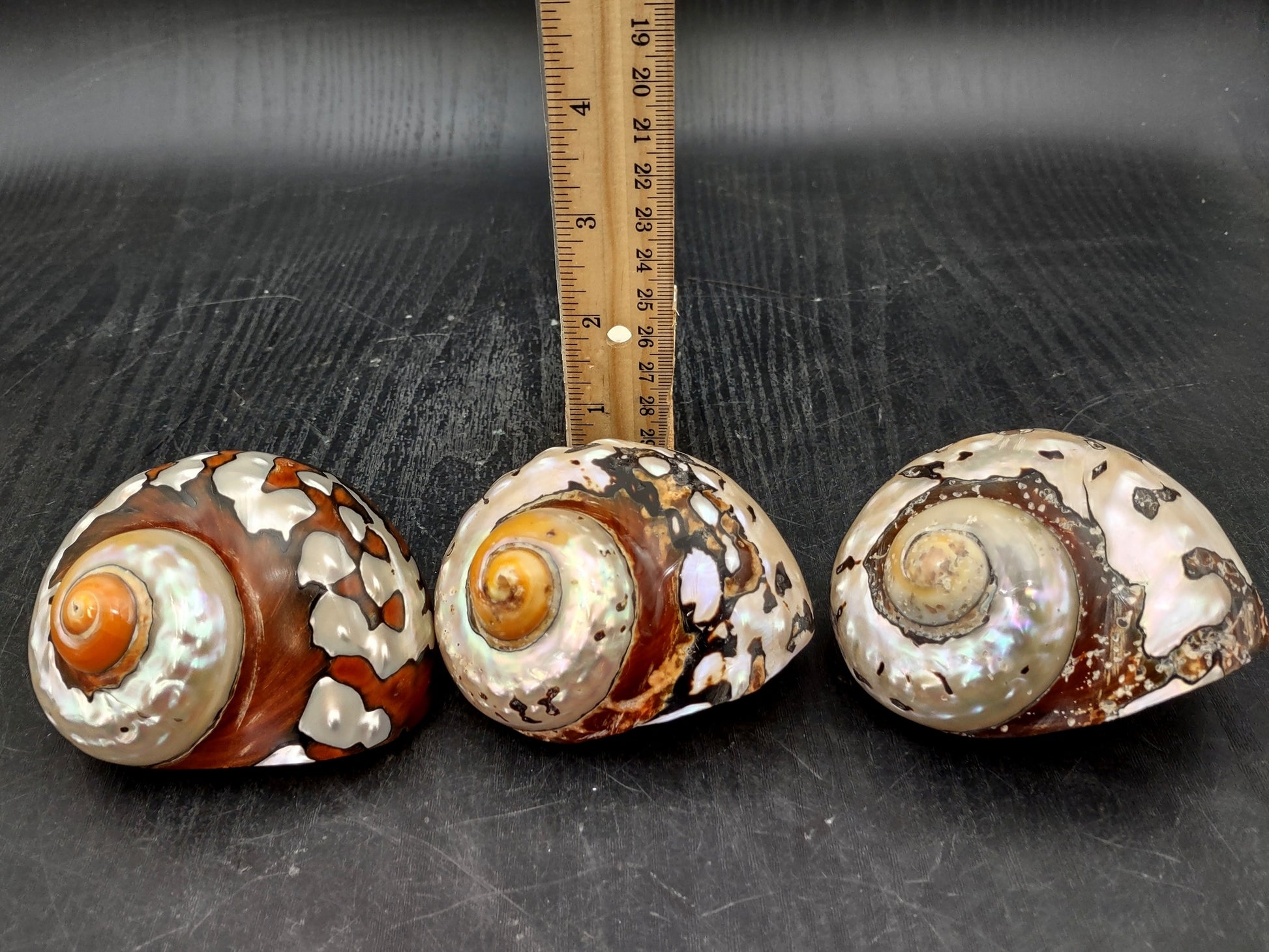 Polished South African Turban Seashell (3- 3.5 inches) - Turbo Sarmaticus. Multiple shells showing the brown and reflective pattern on the back and the others showing the opening and spiral. Copyright 2022 SeaShellSupply.com.