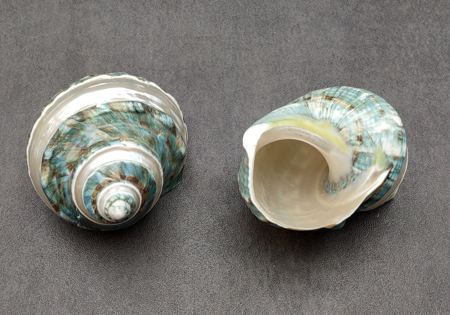 Polished Jade Turbo Shell w/Pearlized Stripe (3.5-4 inches) - Turbo Burgessi. Cream and turquoise colored swirled shells with one facing up to show the spiral and coloring and the other showing the opening. Copyright 2022 SeaShellSupply.com.