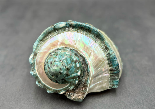 Giant Banded Turbo Shell Turbo Marmoratus (1 shell approx. 7+ inches) Perfect shells for coastal decor, & collections! TE-157-06