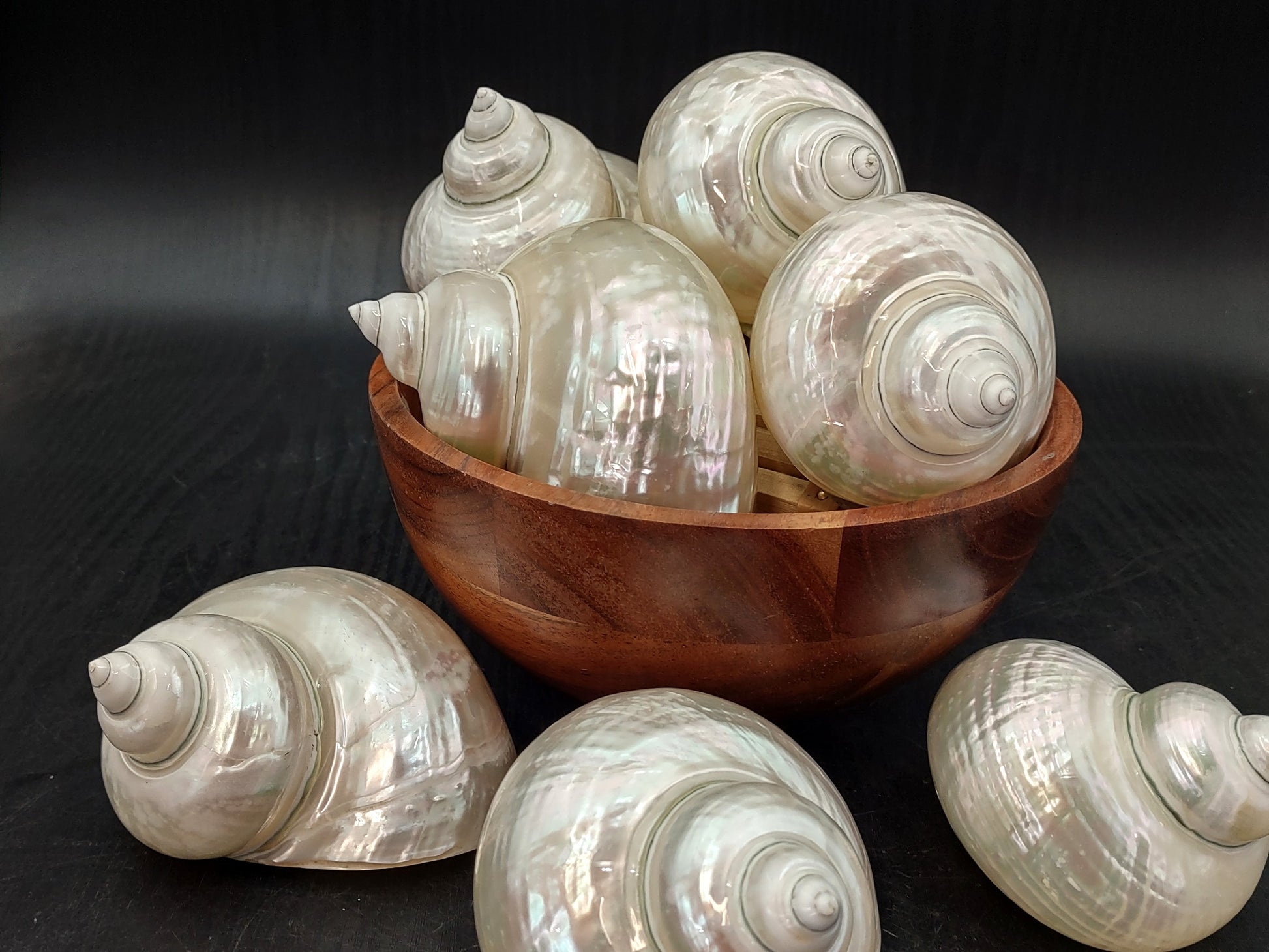 Pearlized Jade Turbo Shell (4 inches) - Turbo Burgessi. Two shiny and sort of reflective shells, one pointing to show the spiral and one showing the opening. Copyright 2022 SeaShellSupply.com.