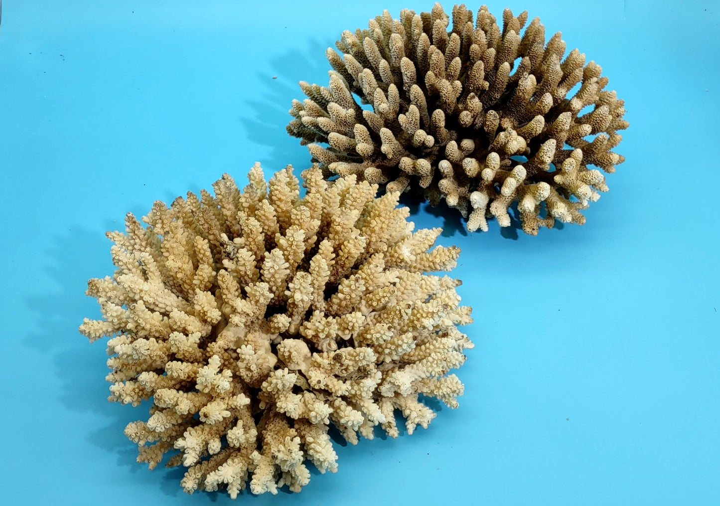 Off White Natural Table Coral Cluster Acropora Latistella (1 coral approx. 7-8+ inches) For home decor display & collecting!