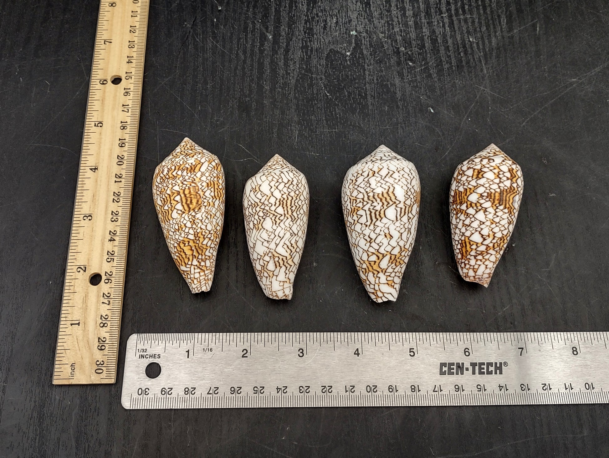 Cloth of Gold Cone Seashell - Conus Textile - (1 shell approx. 2.5-3 inches). One white, brown, and orange patterned beautiful shell with almost a mountain like pattern. Copyright 2022 SeaShellSupply.com.