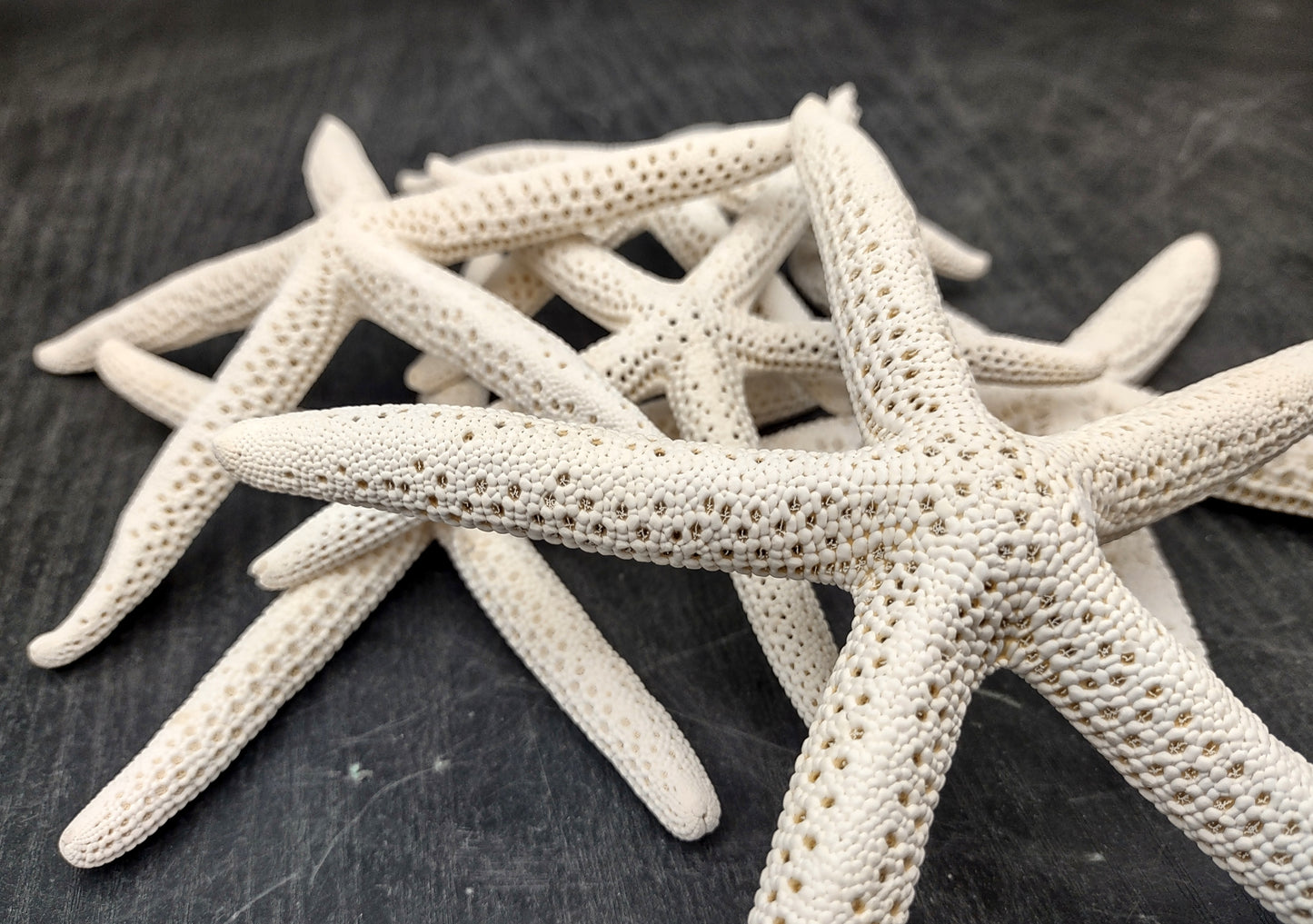 White Finger Starfish (2 pcs.) - (5-6 inches) - Linka Laevigata. Two white ribbed Starfish with long thin branches. Copyright 2022 SeaShellSupply.com.