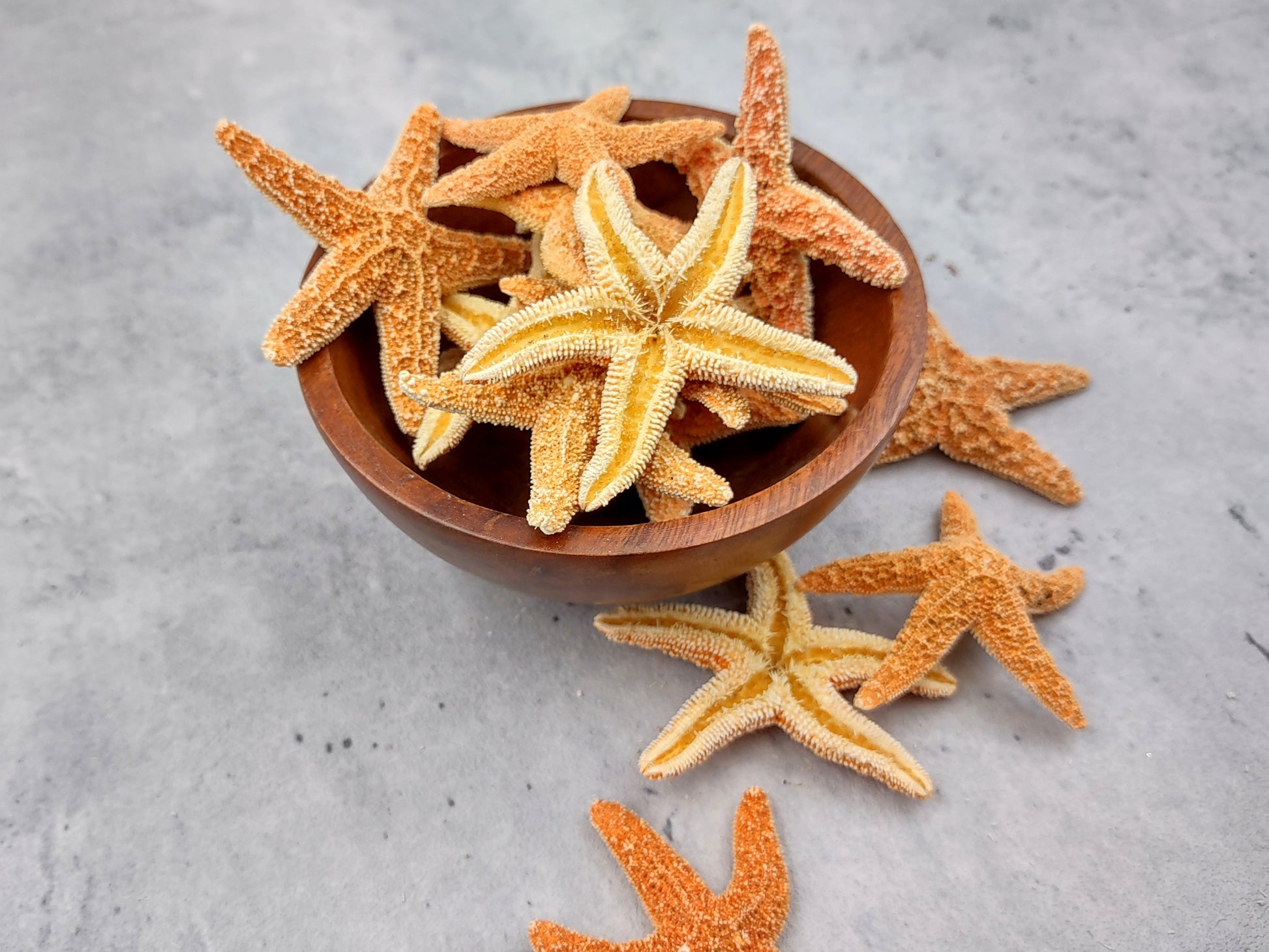 Small Sugar Starfish Piaster Ochraceus (2 starfish approx. 2+ inches) Perfect shells for coastal crafting décor & collections! Sand-colored textured Starfish. Copyright 2024 SeaShellSupply.com