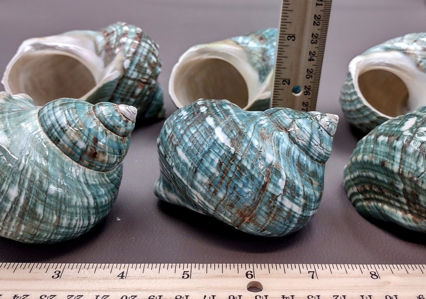 Polished Green Jade Turbo Seashell Turbo Burgessi (1 shell approx. 4+ inches) Smooth Green Shell for Hermit Crab Home Display & Collecting!