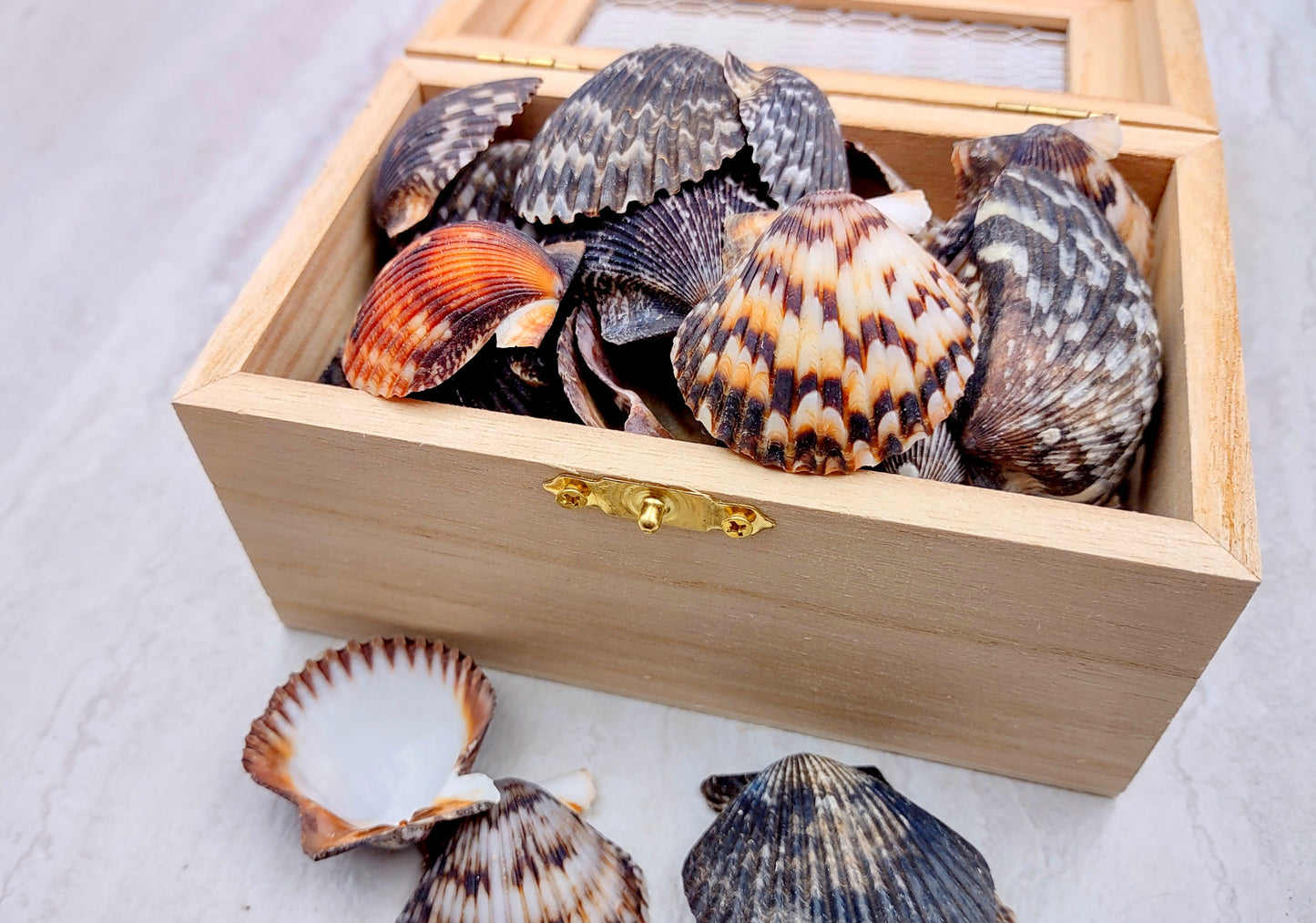 Photo of a group of black and white pecten shells. Black, white brown shells between one and two inches. Copyright 2024 SeashellSupply.com