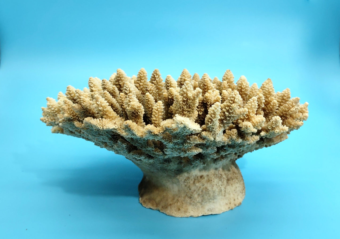 Off White Natural Table Coral Cluster Acropora Latistella (1 coral approx. 7-8+ inches) For home decor display & collecting!