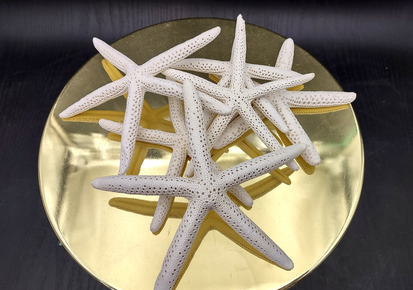 White Finger Starfish (2 pcs.) - (5-6 inches) - Linka Laevigata. Two white ribbed Starfish with long thin branches. Copyright 2022 SeaShellSupply.com.