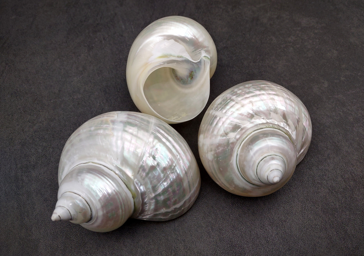 Pearlized Jade Turbo Shell Turbo Burgessi (1 shell approx. 3.5+ inches) Perfect shells for coastal crafting decor & collections!