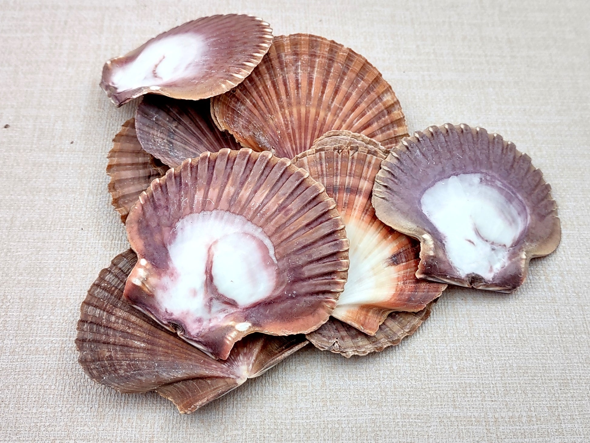 Mexican Flat Scallops - Pecten Vogdesi (10 shells approx. 2-3 inches). Multiple ombre brown ribbed shells in a fanned out system. Copyright 2022 SeaShellSupply.com.