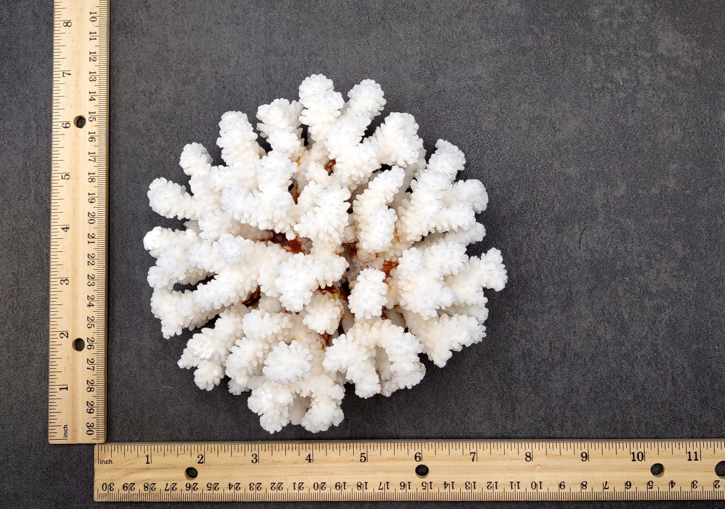 Brownstem White Coral Cluster Pocillopora Verrucosa (1 coral approx. 6.2L x 3H x 5.5D inches) Coral for coastal collections & display!