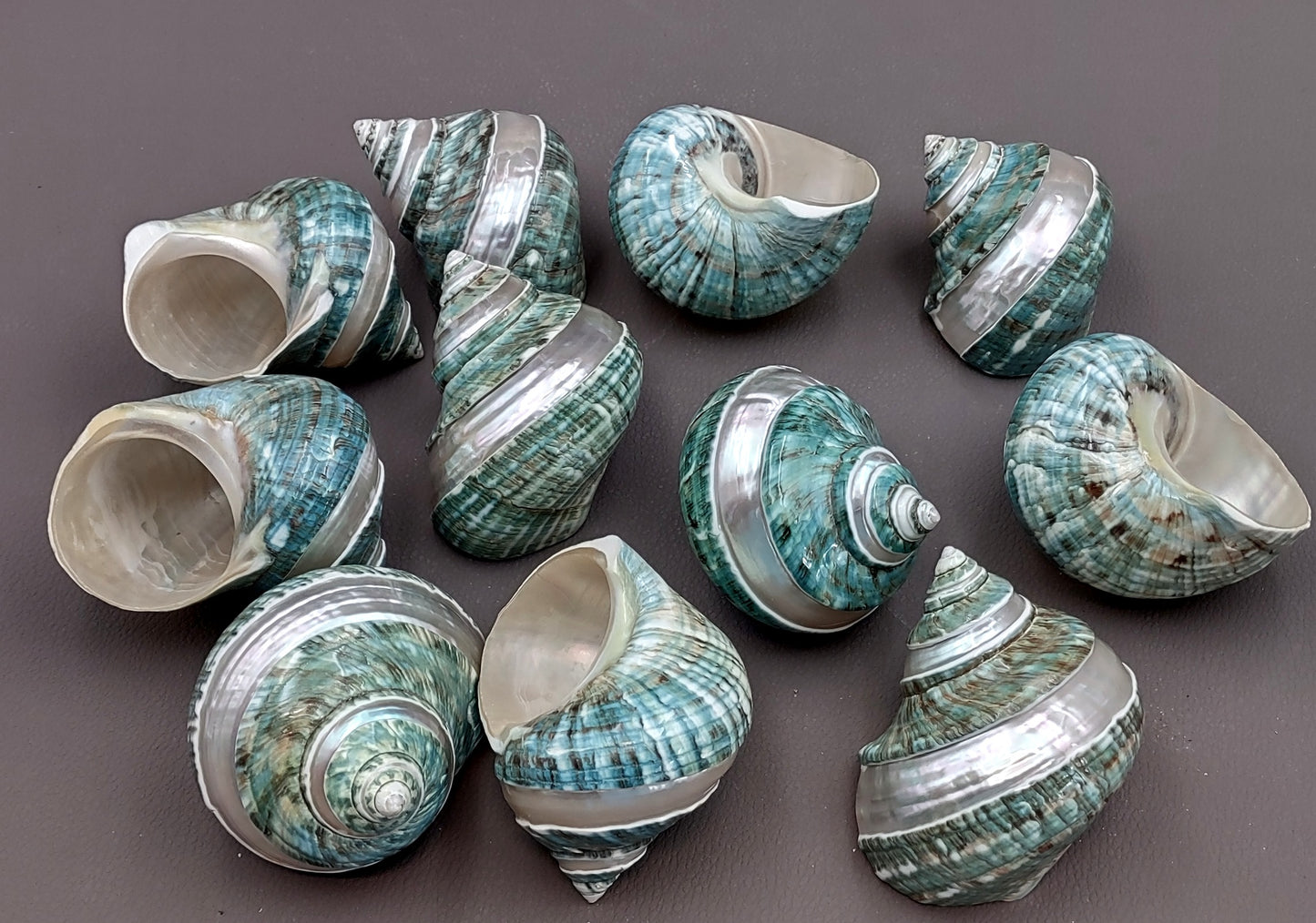 Polished Jade Green Turbo Seashell with Pearlized Stripe Turbo Burgessi (1 shell approx. 3+ inches) Shell for hermit crabs or collecting!