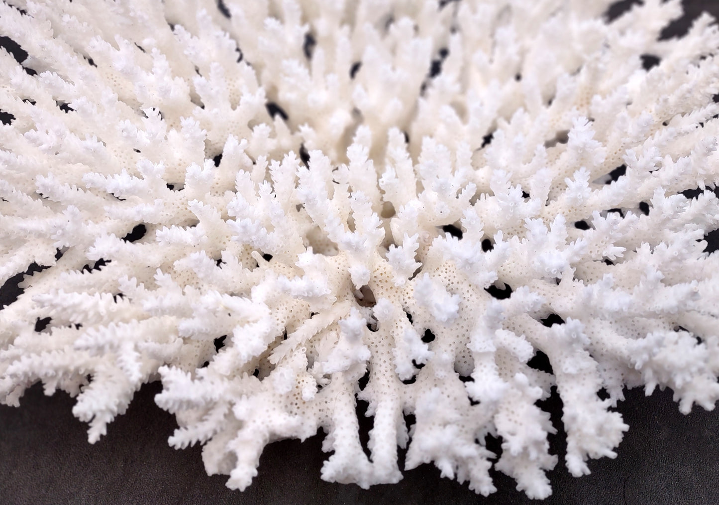 White Table Coral Large Cluster Acropora Latistella (1 coral approx. 13L x 6H x 10D inches) For home decor display & collecting!