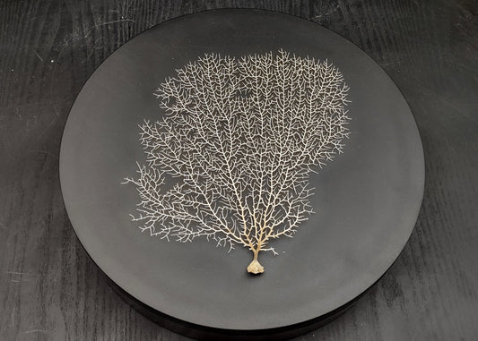 White Sea Fan Coral (1 fan approx. 7-9+ inches) Adorable sea fan for any coastal projects or as a collection addition!