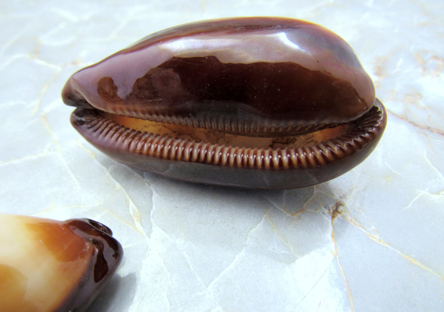 Mole Cowrie Shells (2 pcs.) - (2 inches) - Cypraea Talpa. Multiple tan and white shells in a pile. Copyright 2022 SeaShellSupply.com.