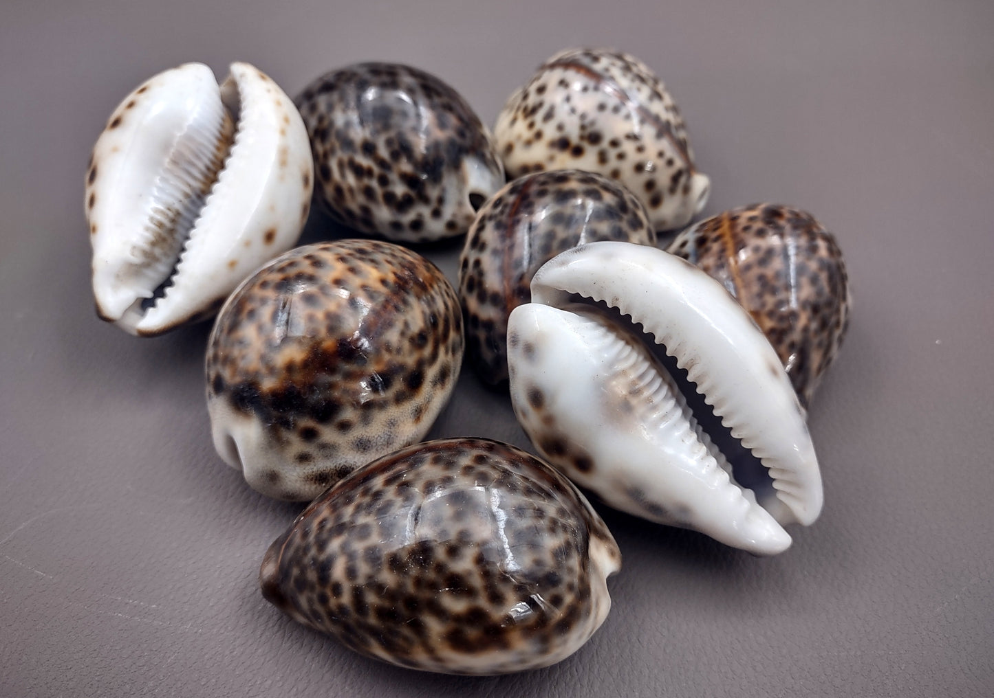 Tiger Cowrie Seashell (2pcs.) - (2.75 - 3 Inches) - Cypraea Tigris. Front and back side views of the spotted shell. Copyright 2024 SeaShellSupply.com.