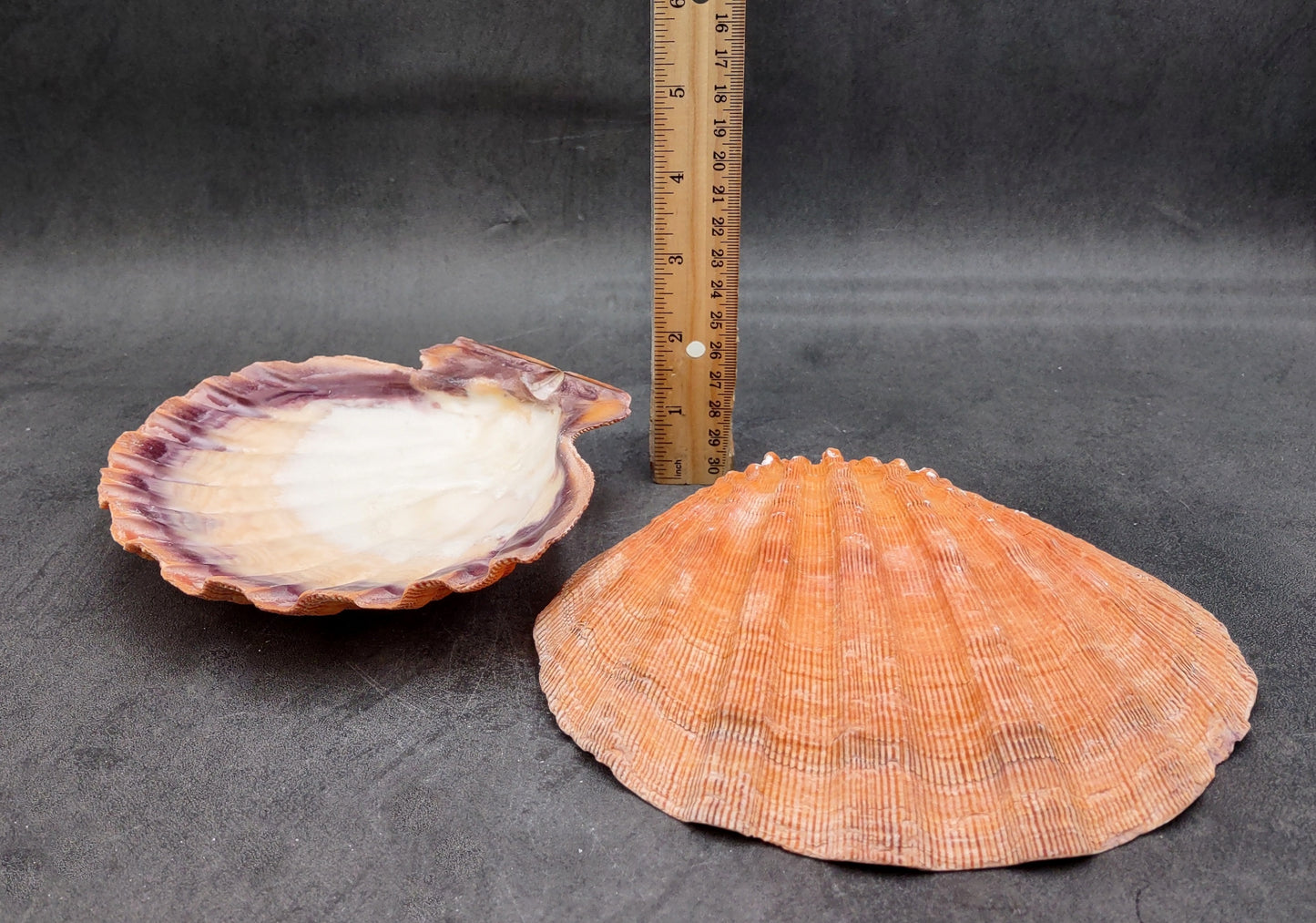 Orange Lion's Paw Scallop Seashell Pecten Subnodosus (1 shell approx. 6+ inches) Great shell for ocean decoration art projects & crafting!