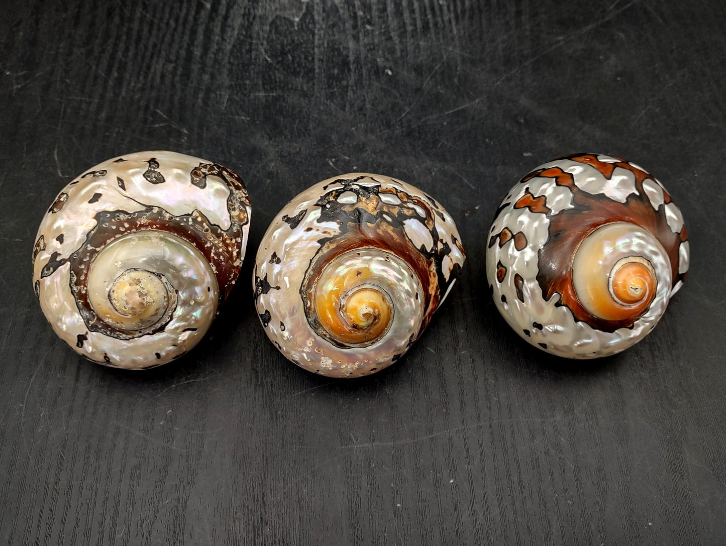 Polished South African Turban Seashell (3- 3.5 inches) - Turbo Sarmaticus. Multiple shells showing the brown and reflective pattern on the back and the others showing the opening and spiral. Copyright 2022 SeaShellSupply.com.