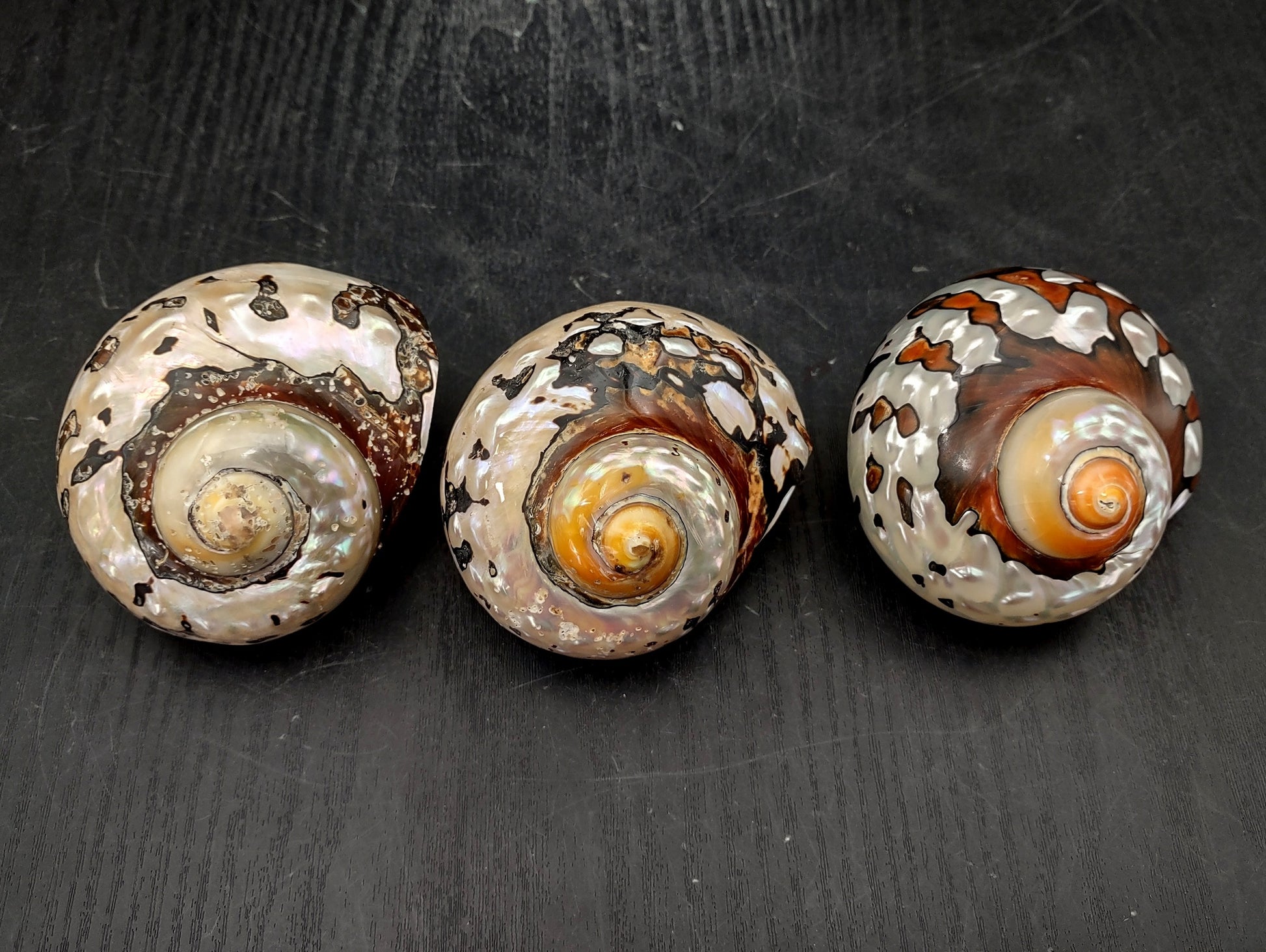 Polished South African Turban Seashell (3- 3.5 inches) - Turbo Sarmaticus. Multiple shells showing the brown and reflective pattern on the back and the others showing the opening and spiral. Copyright 2022 SeaShellSupply.com.