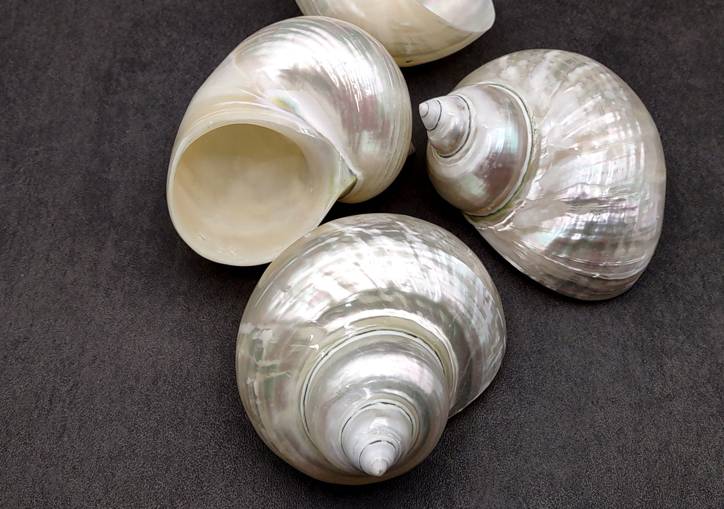 Pearlized Jade Turbo Shell Turbo Burgessi (1 shell approx. 3.5+ inches) Perfect shells for coastal crafting decor & collections!