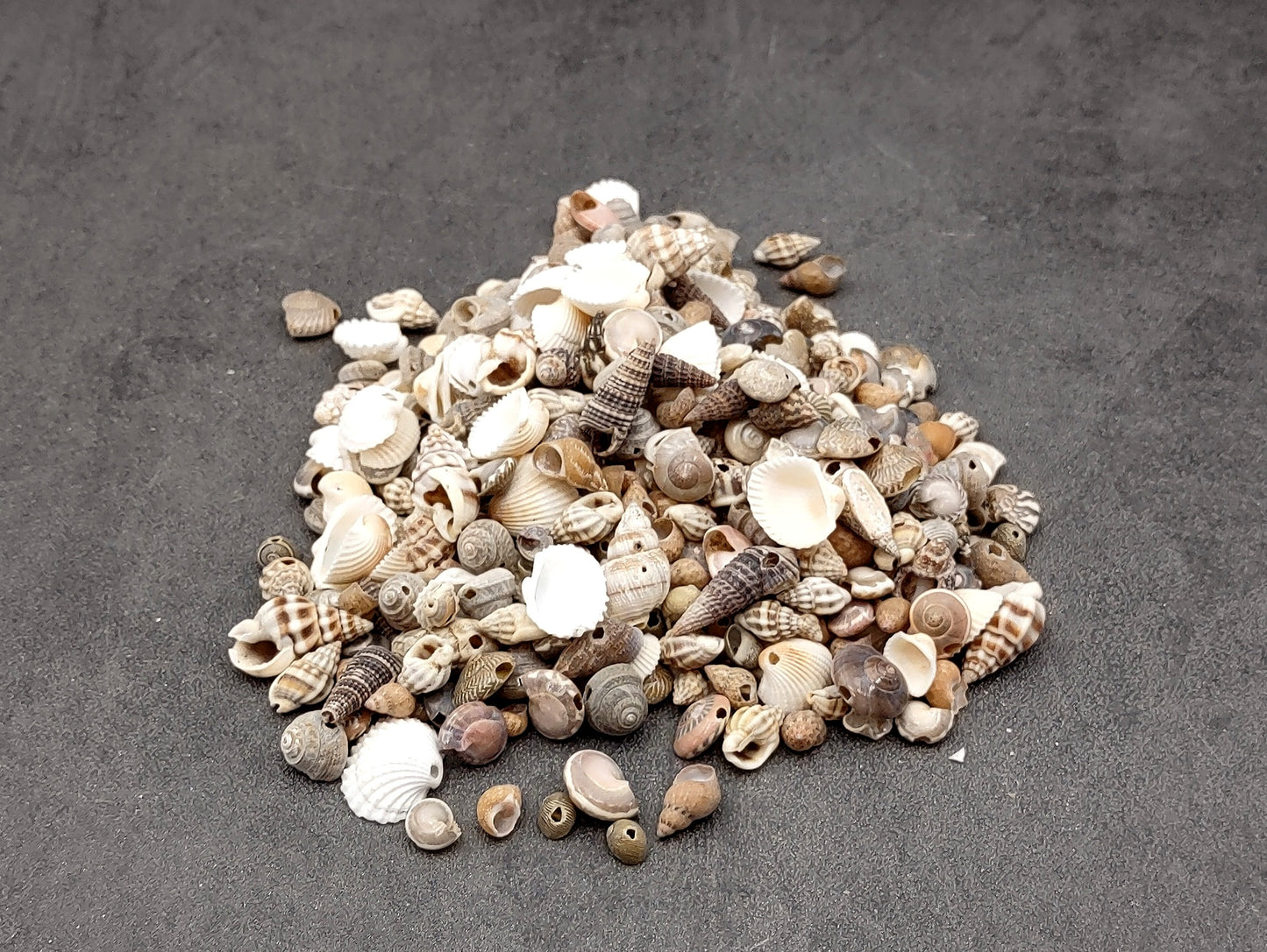 Extra Small Drilled Seashells (approx. 1 cup 180+ shells 0.5+ inch) Perfect shells for coastal crafting and collections! Mixed pastel spiral and wide shells of tan and brown colors with a sprinkle of purple. Copy right 2024 SeaShellSupply.com