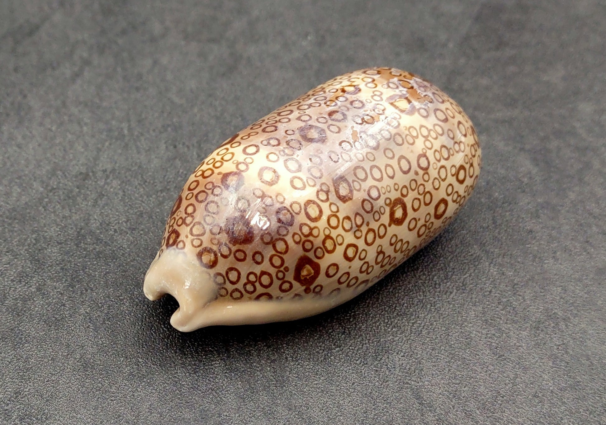 Eyed Cowrie Seashell - Cypraea Argus - (1 shell approx. 2.5-3 inches). Two shells, one showing the ribbed jagged edge of the wrapping of the shell and the other showing the outside design. Copyright 2022 SeaShellSupply.com.