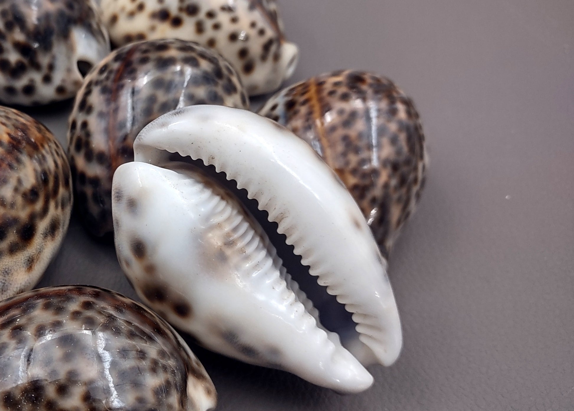 Tiger Cowrie Seashell (2pcs.) - (2.75 - 3 Inches) - Cypraea Tigris. Front and back side views of the spotted shell. Copyright 2024 SeaShellSupply.com.