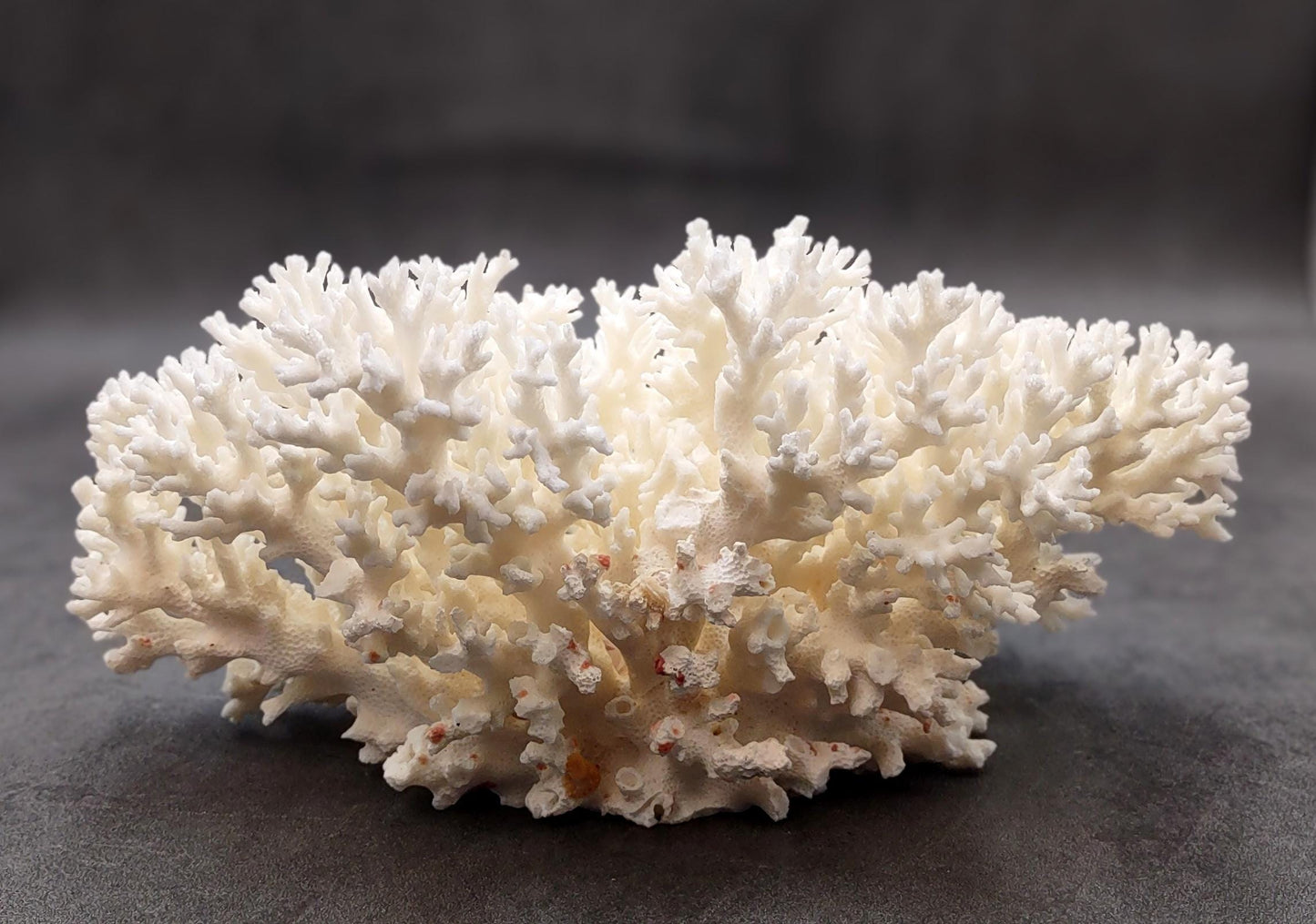 White Lace Coral Large Cluster Pocillopora Damicornis (1 coral approx. 9.5L x 4.25H X 7.5D inches) Unique Addition to Any Nautical Display!