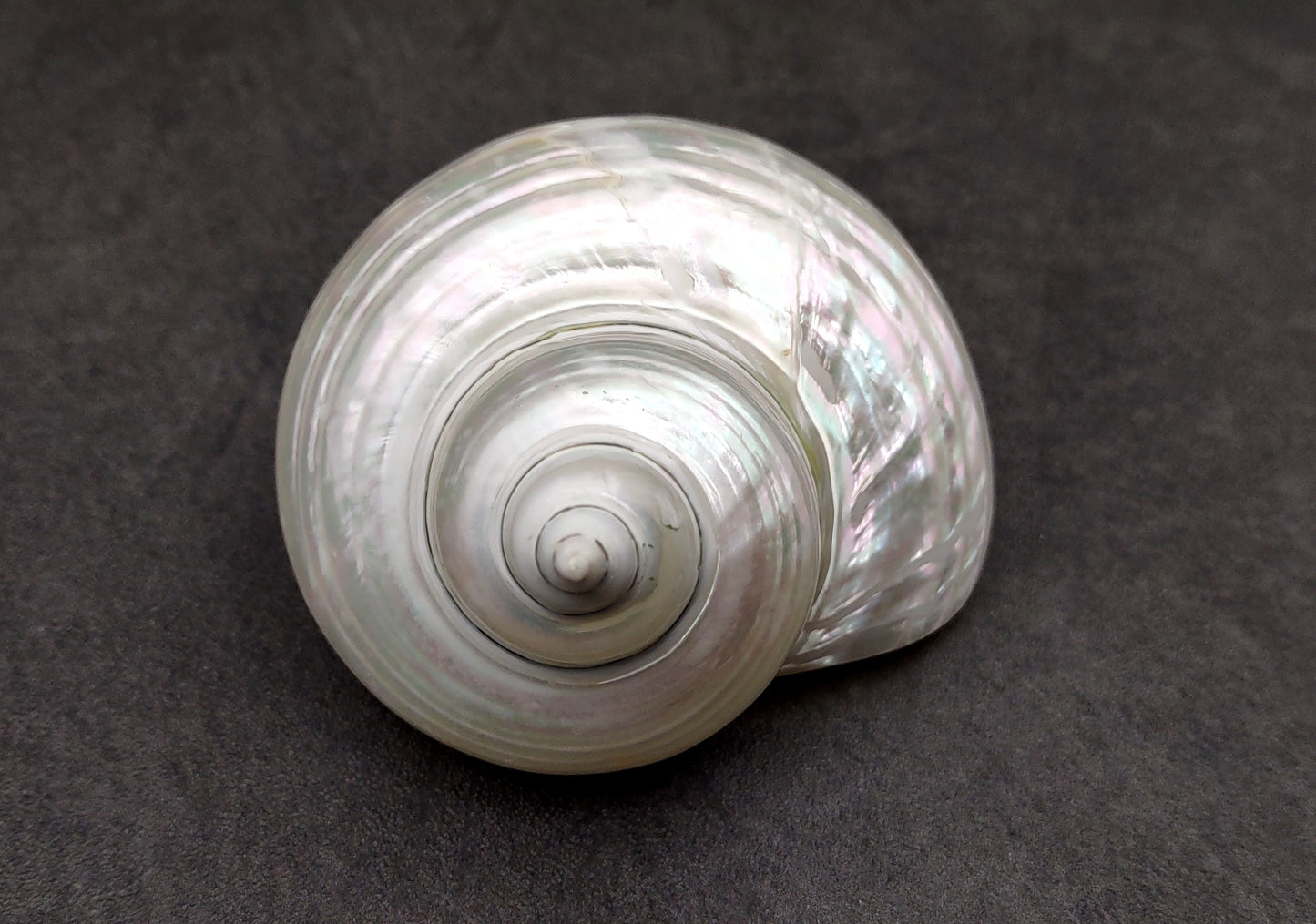 Pearlized Jade Turbo Shell Turbo Burgessi (1 shell approx. 3.5+ inches) Perfect shells for coastal crafting decor & collections!