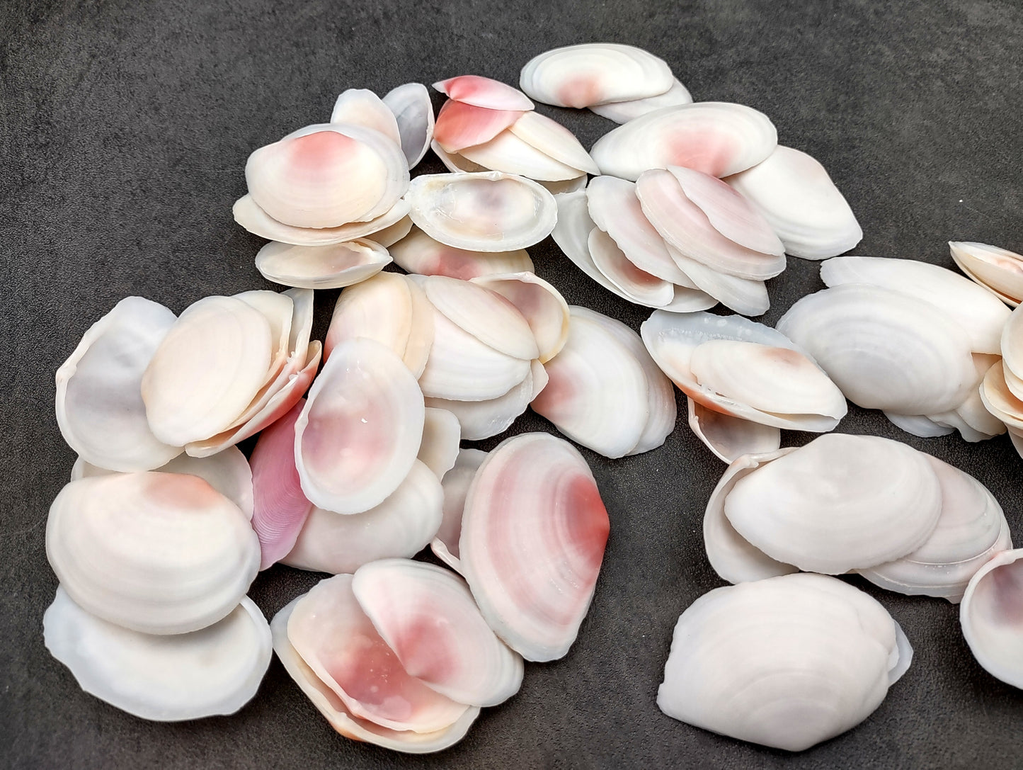 Light Pink Tellin Seashell Rose Petal Halves (30 shells approx. 1+ inches) Rose Pink White Sea Shells for home crafts & art projects!