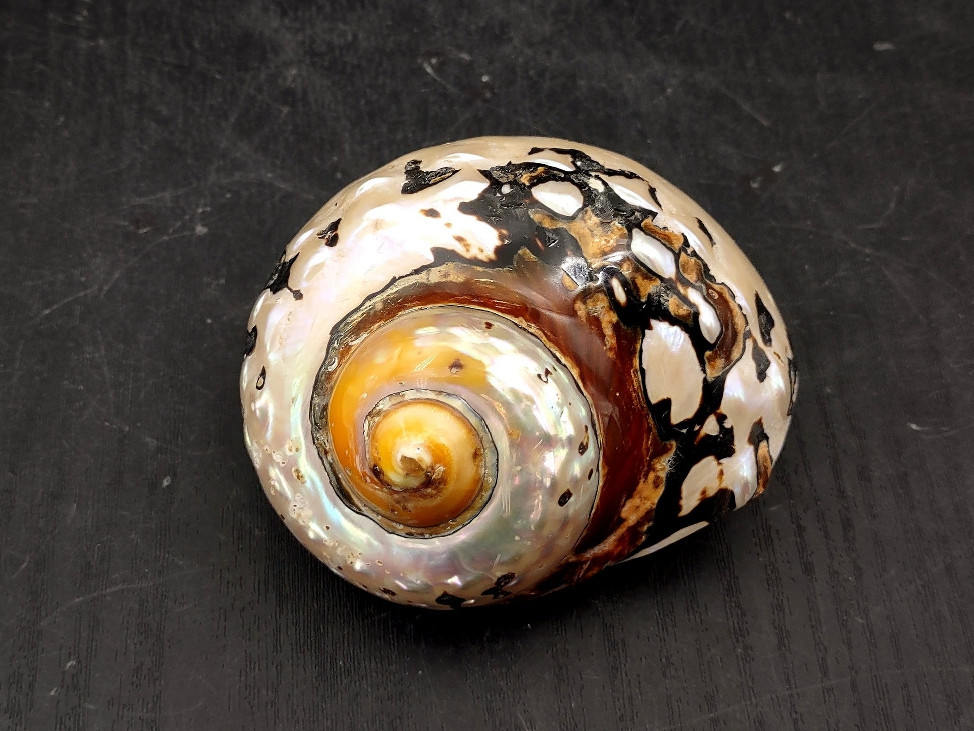 Polished South African Turban Seashell (3- 3.5 inches) - Turbo Sarmaticus. Multiple shells showing the brown and reflective pattern on the back and the others showing the opening and spiral. Copyright 2022 SeaShellSupply.com.