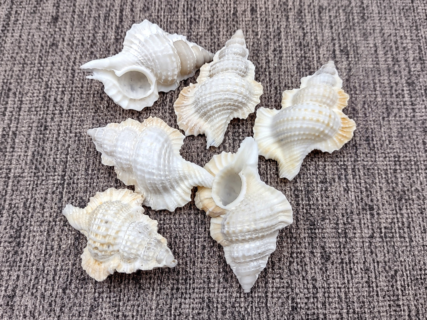 Mapleleaf Frog Seashells Biplex Perca (6 shells approx. 1+ inches) Adorable shells for any coastal collection or display!