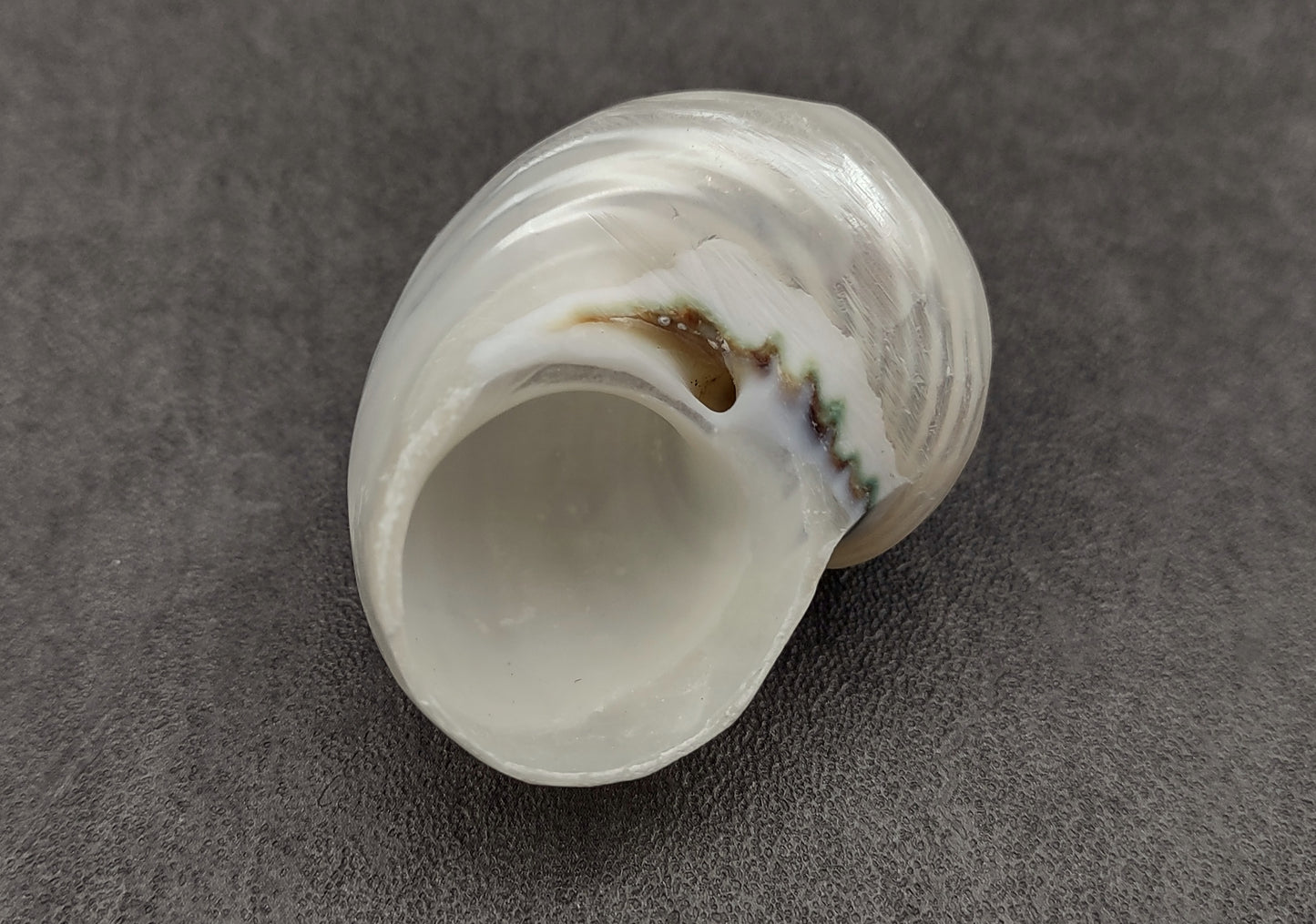 Pearlized Jade Turbo Shell - Turbo Burgessi - (2 shells approx. 2 inches) on dark background. Copyright 2024 SeaShellSupply.com.