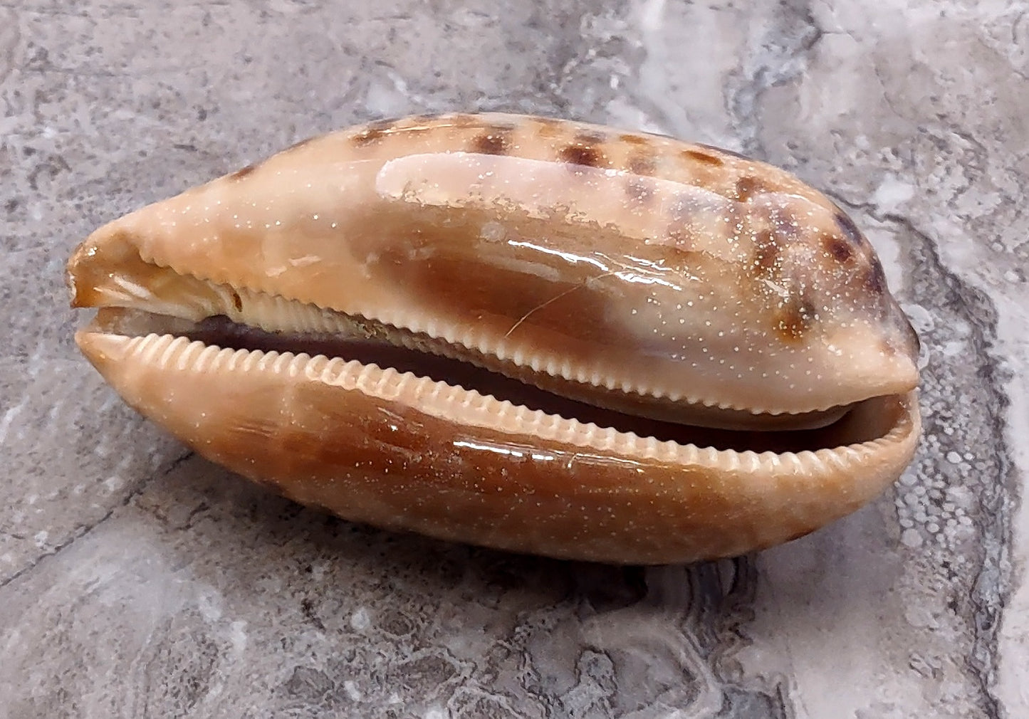 Tortoise Cowrie Seashell - Cypraea Testudinaria - (1 shell approx. 4-4.5 inches). Brown and white tinted wide wrapped shell. Copyright 2022 SeaShellSupply.com.