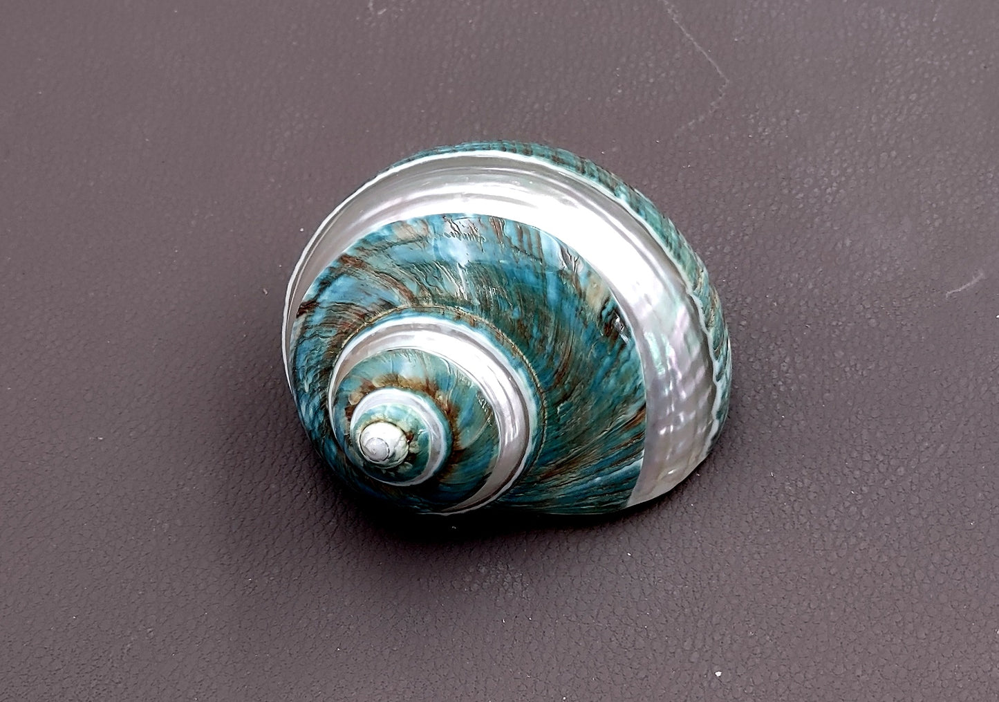 Polished Jade Green Turbo Seashell with Pearlized Stripe Turbo Burgessi (1 shell approx. 3+ inches) Shell for hermit crabs or collecting!